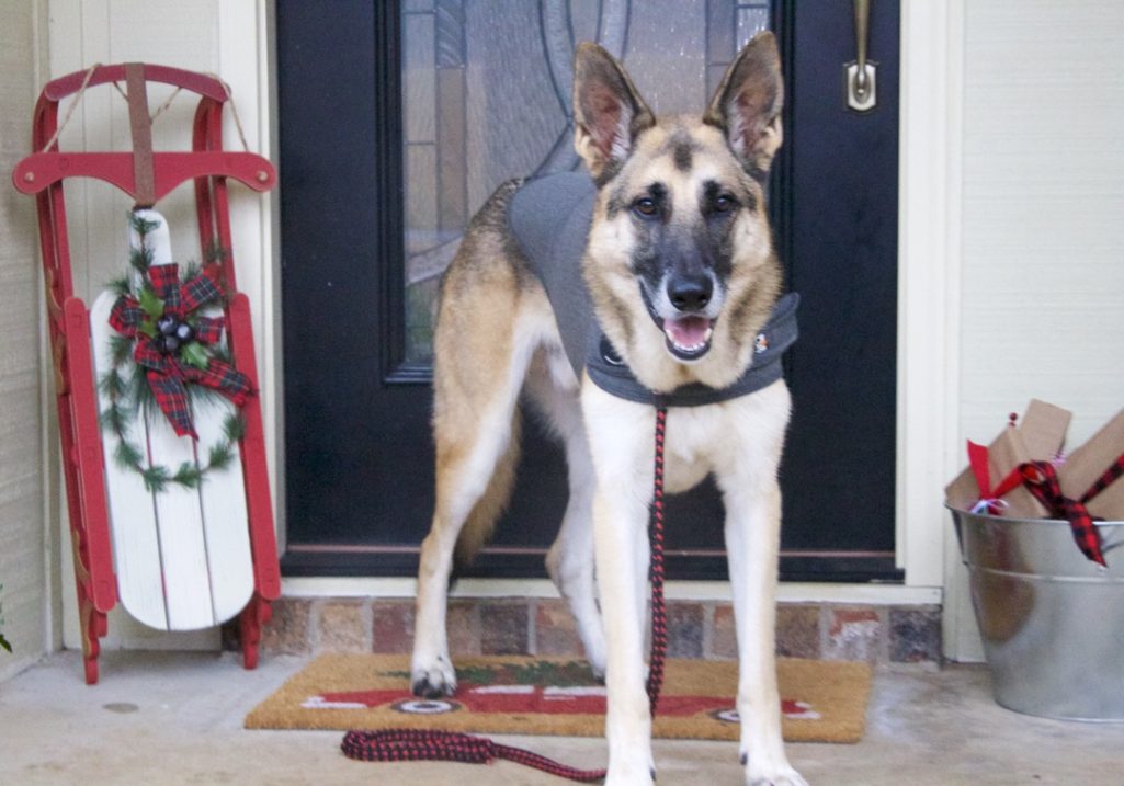 german shepherd, holiday outfit, plaid puffer vest