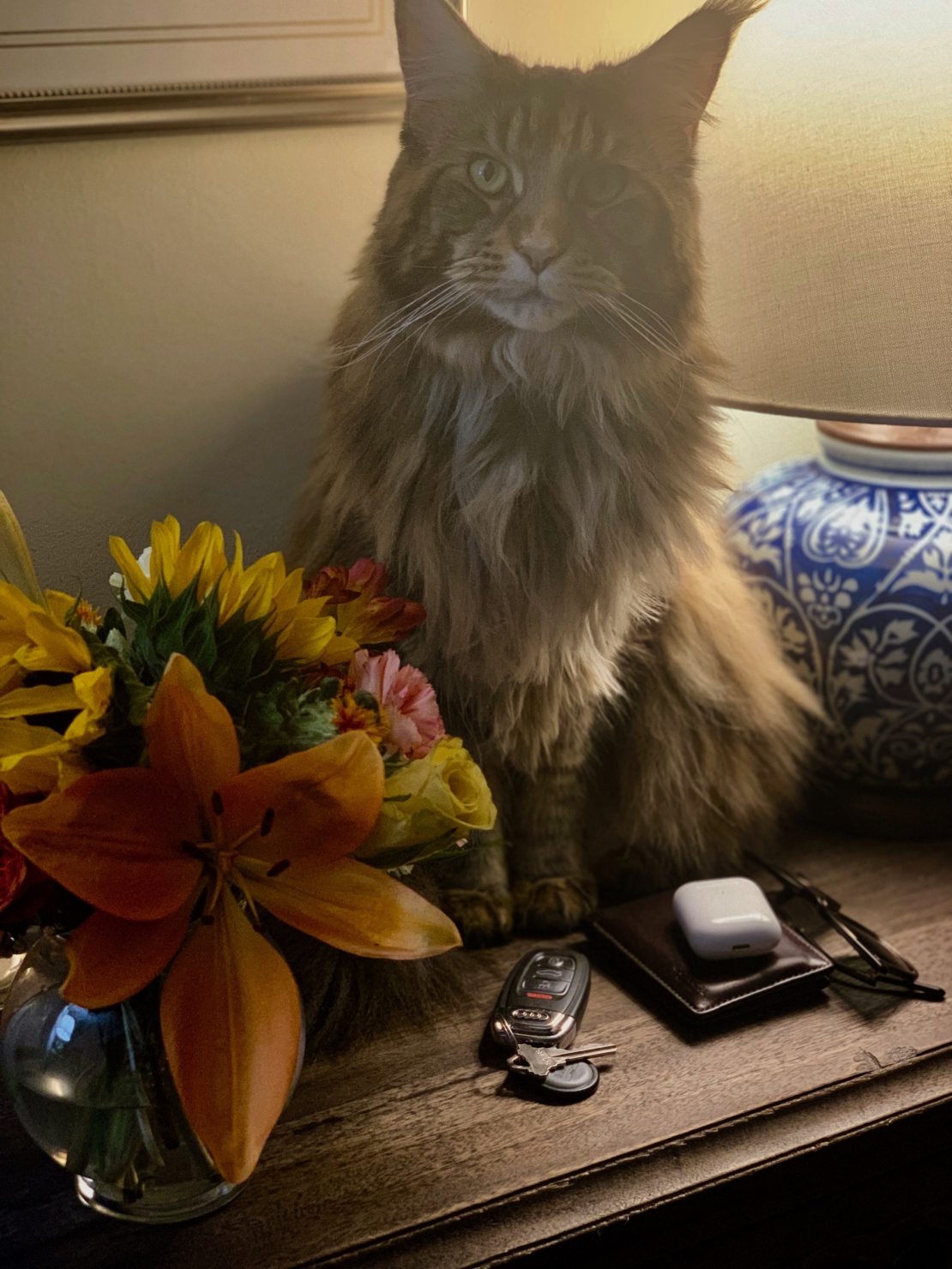 ollie maine coon cat