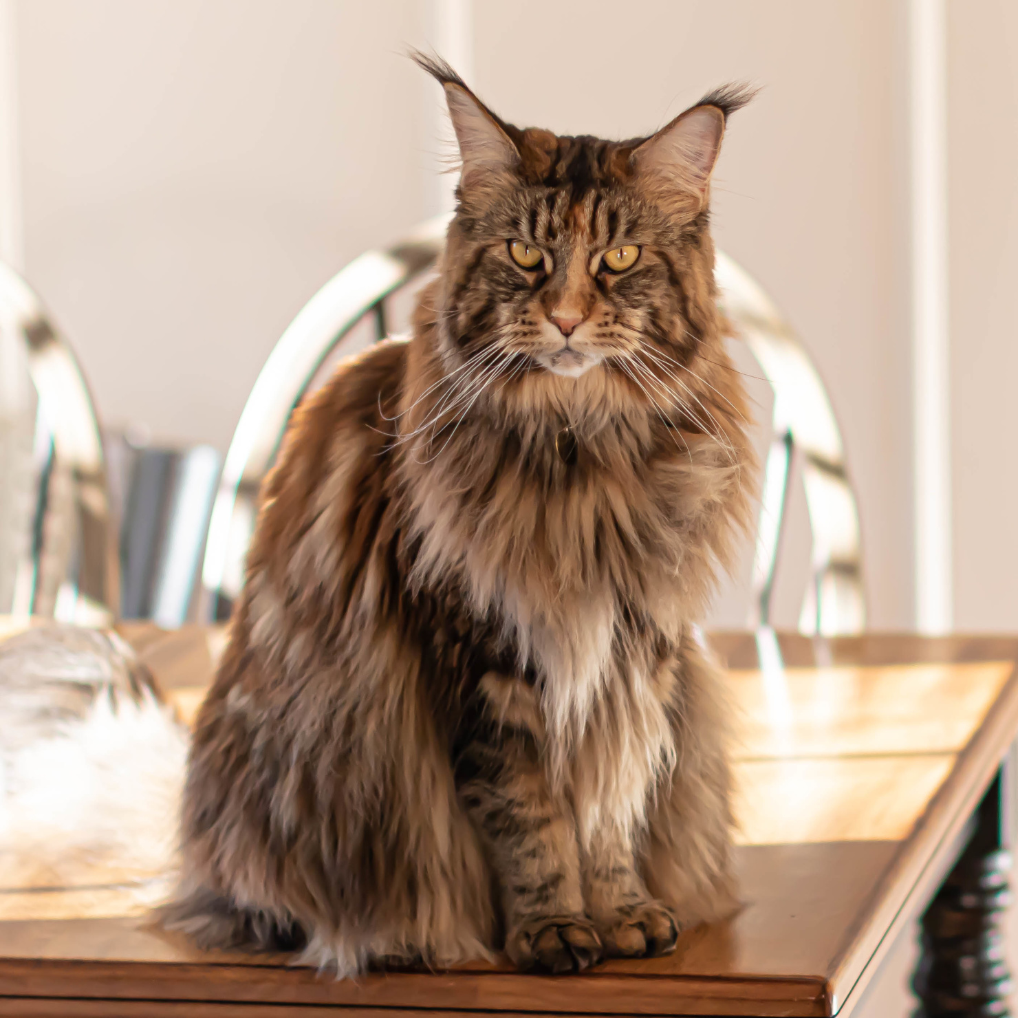 maine coon cat