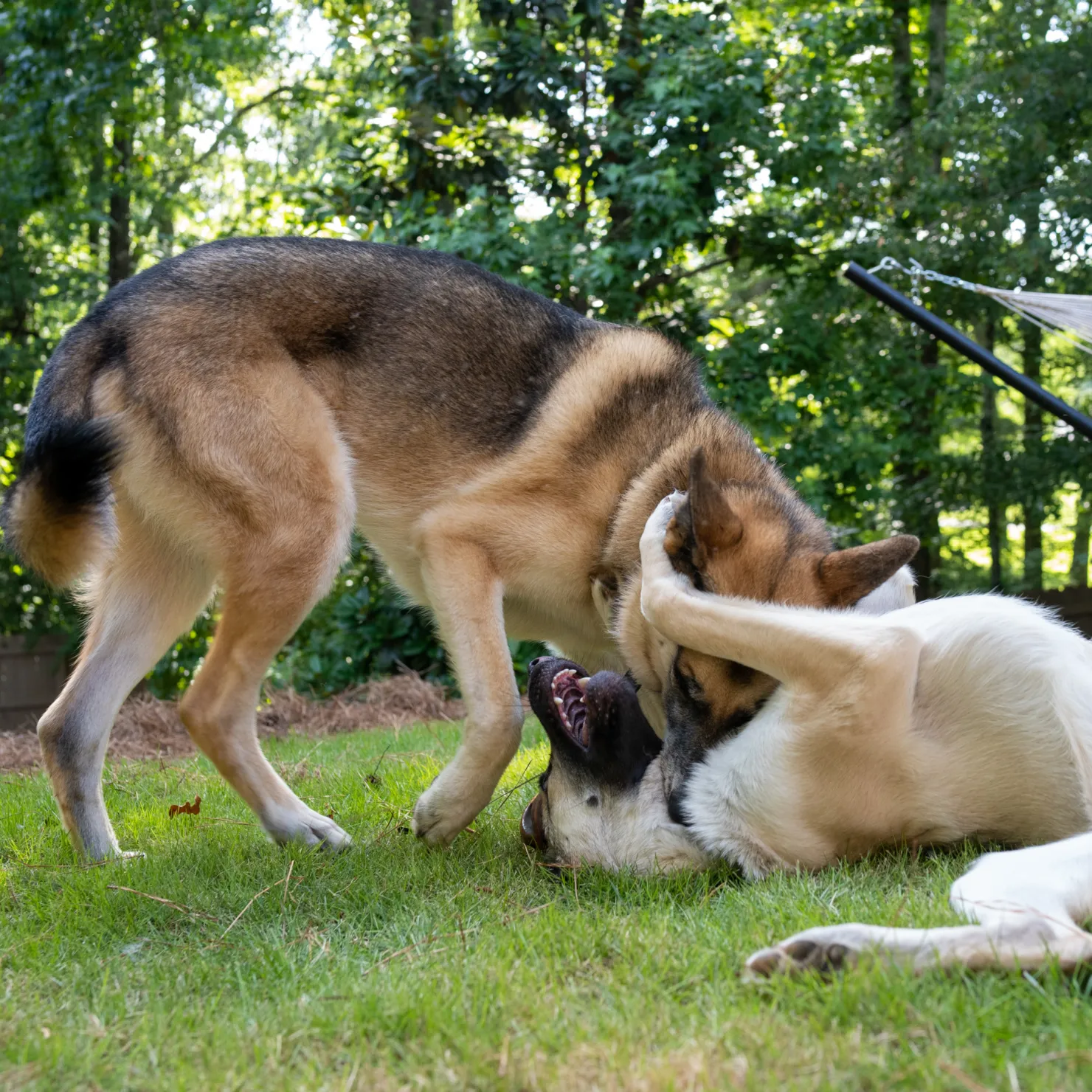 dogs playing