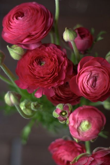 Magenta Ranunculus