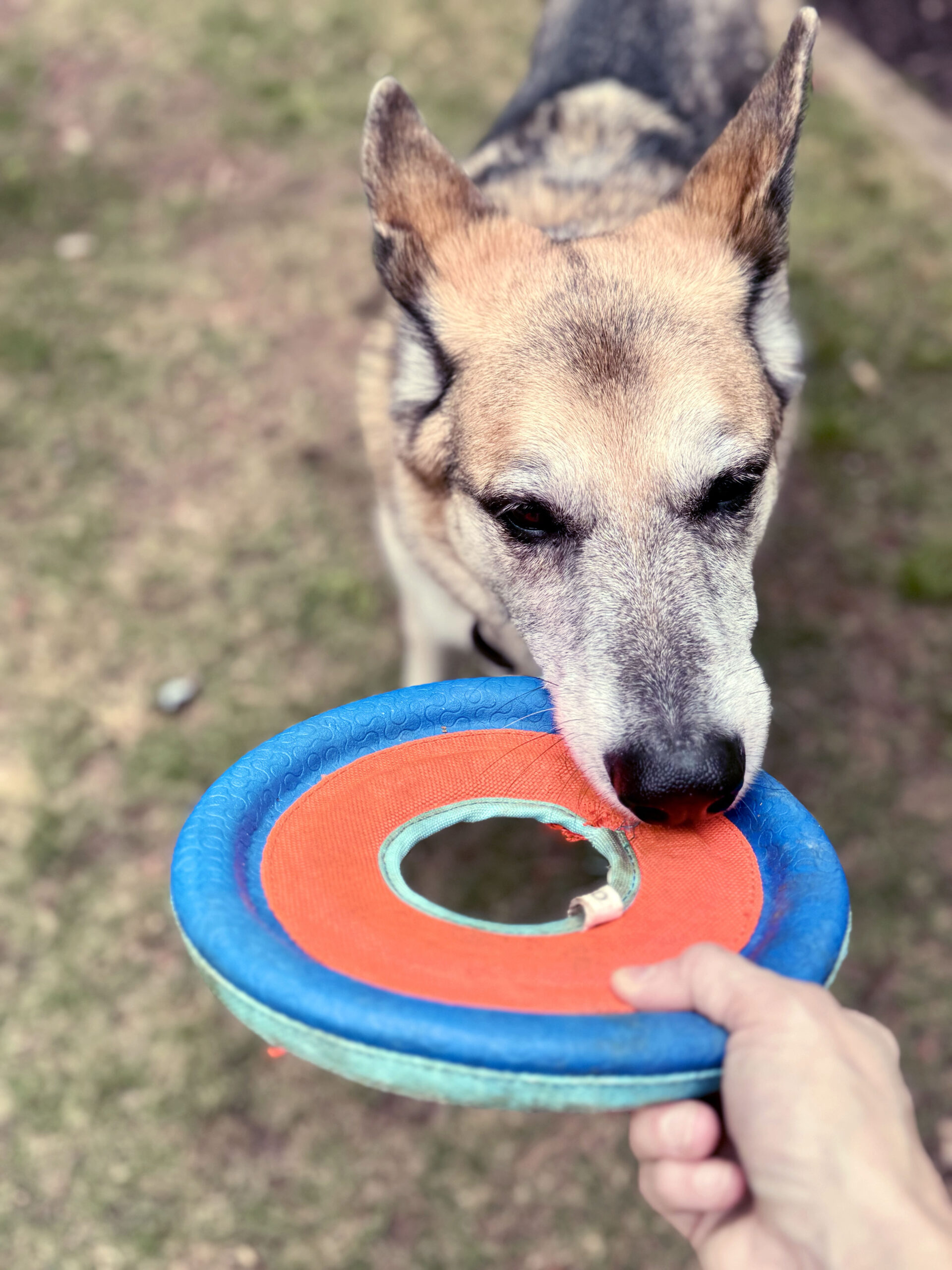 frisbee dog