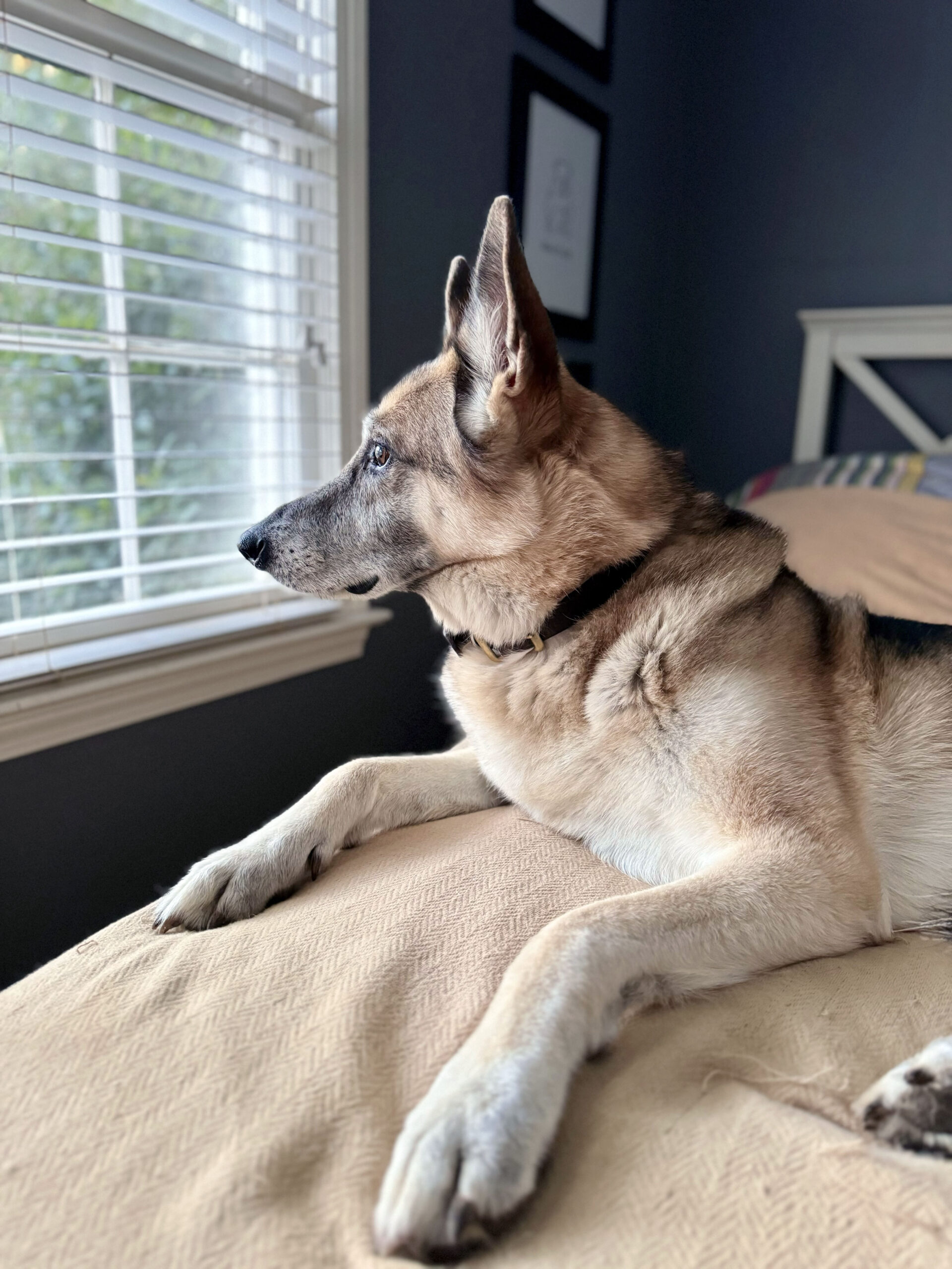 oscar looking out the window